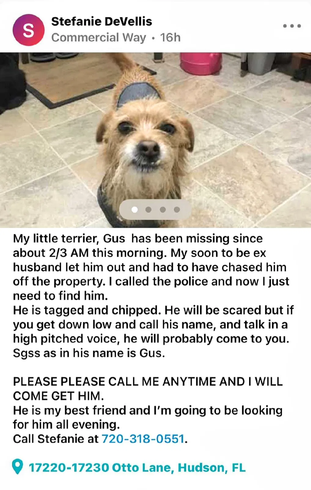 Lost dog in New Port Richey, FL, 34653