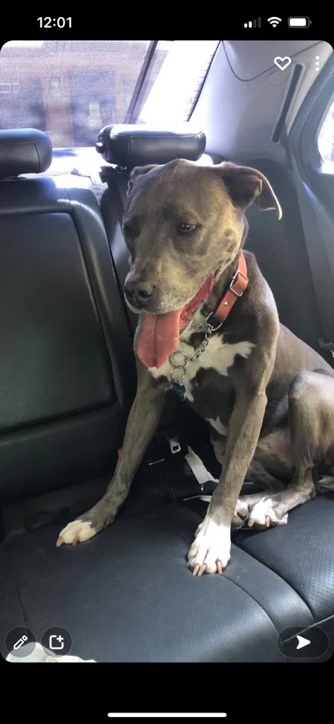 Lost dog in Manteca, CA, 95337