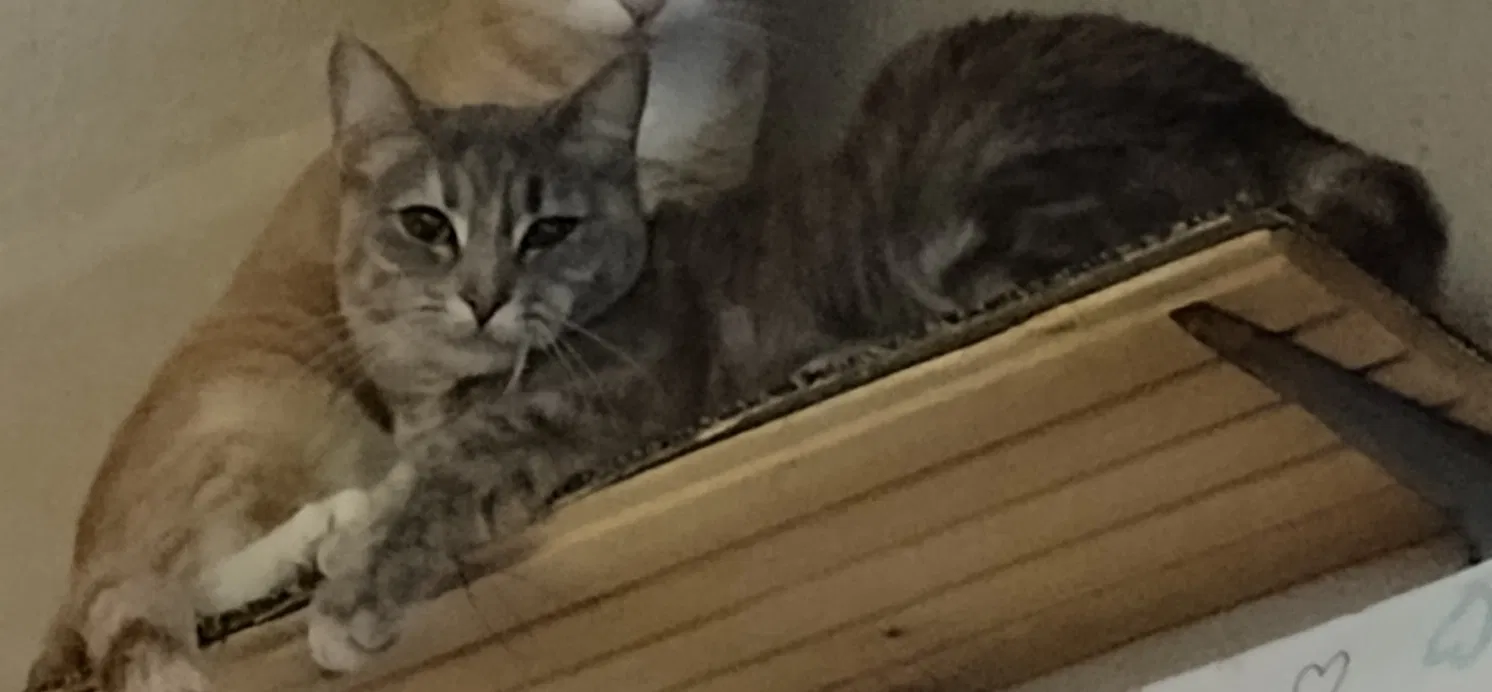 Lost cat in Tacoma, WA, 98445
