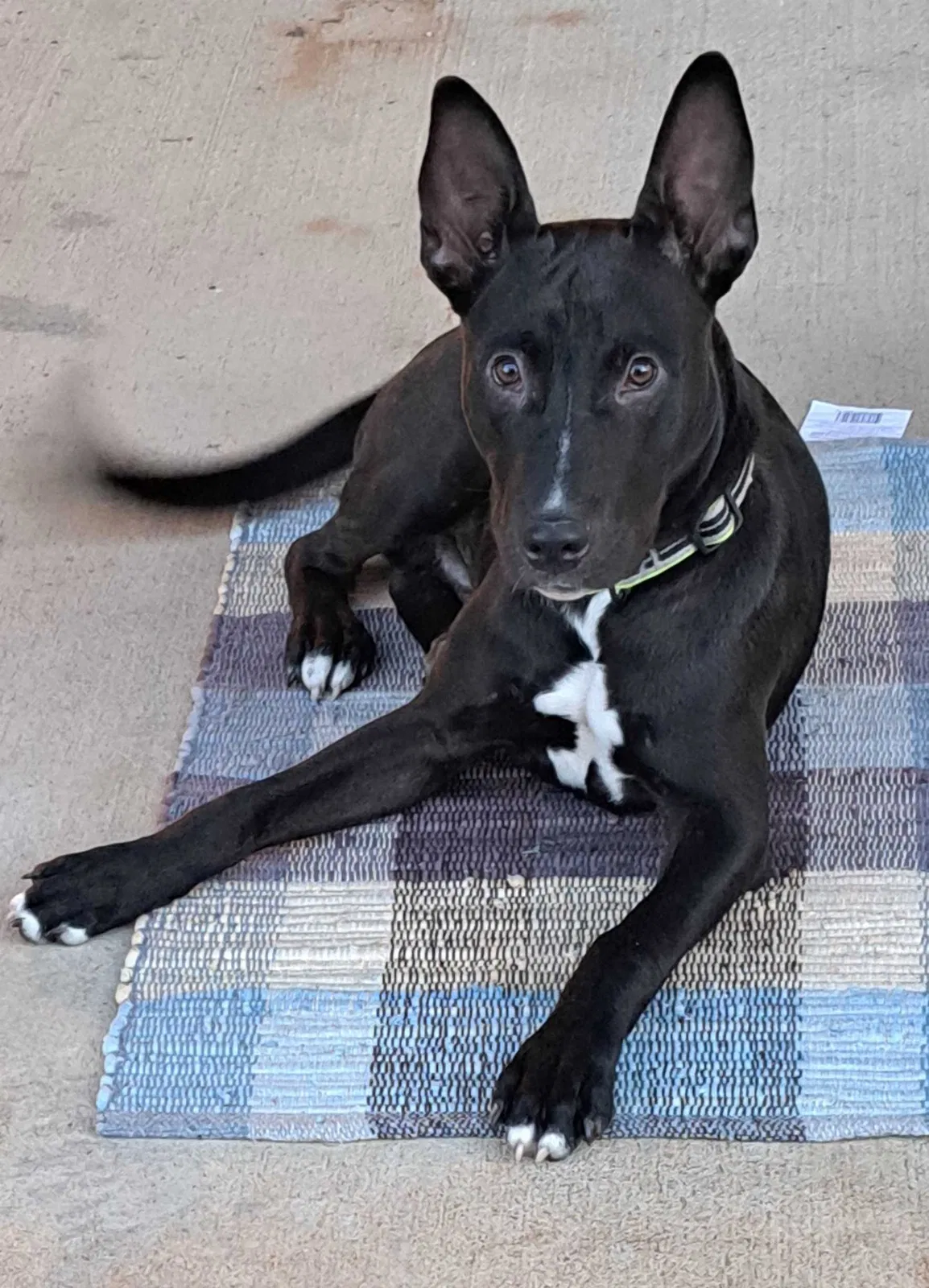 Found dog in Cleburne, TX, 76033