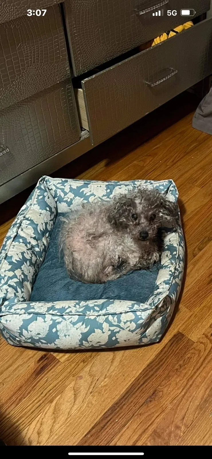 Lost dog in Chicago, IL, 60641