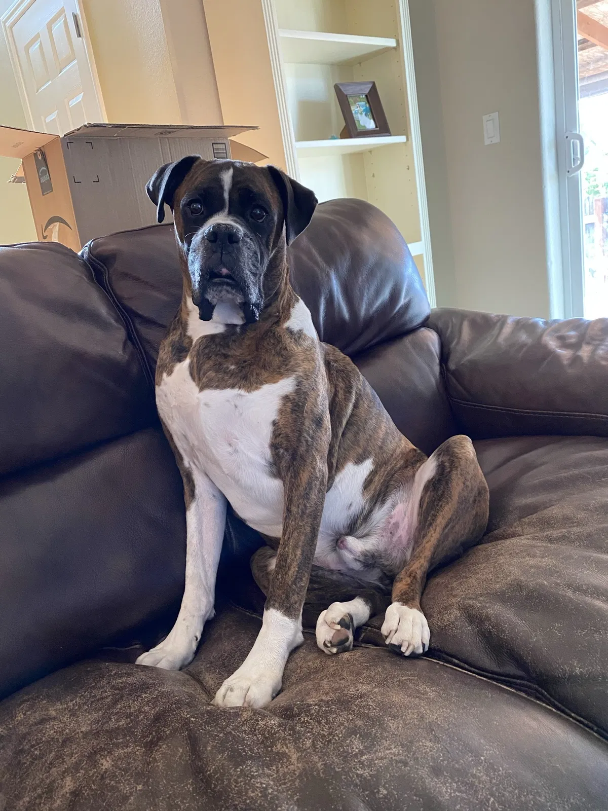 Lost dog in Portland, OR, 97230