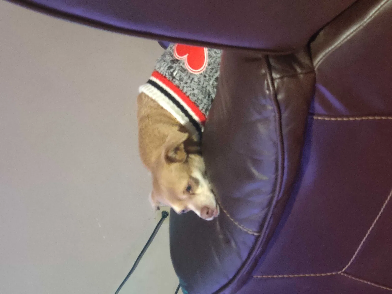 Lost dog in Tucson, AZ, 85741