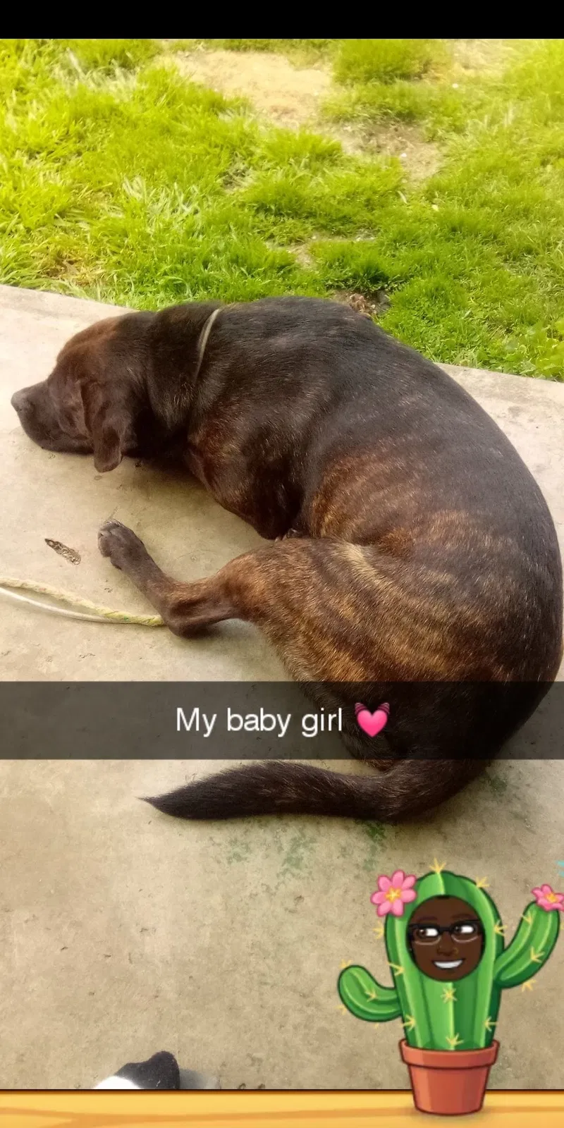 Lost dog in Lewisburg, TN, 37091
