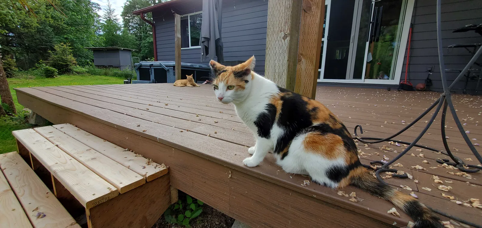 Lost cat in Boise, ID, 83705