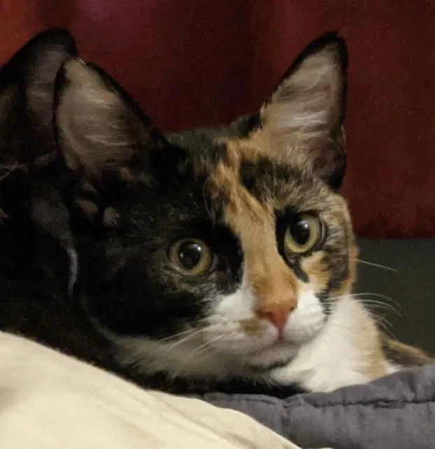 Lost cat in Milwaukee, WI, 53215