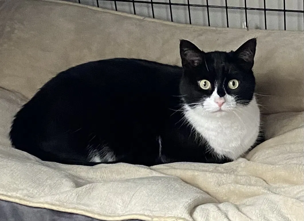Lost cat in Germantown, MD, 20876