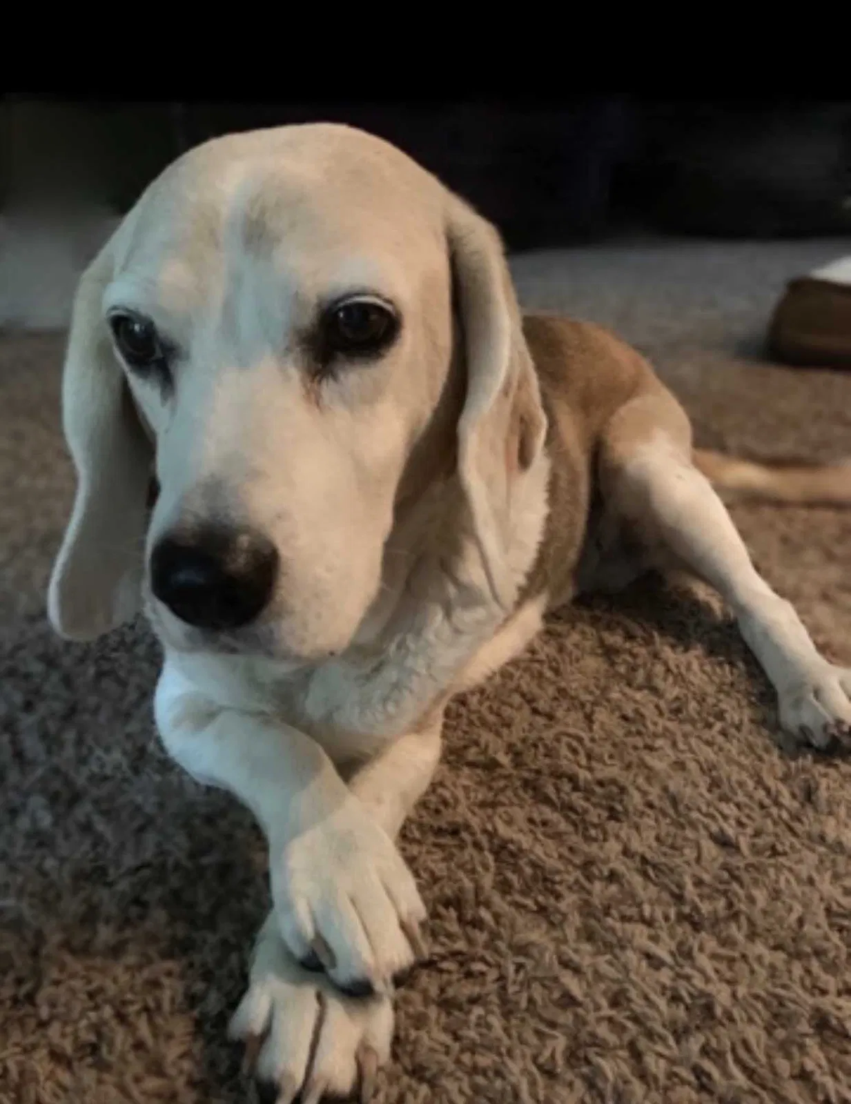 Lost dog in Franklin, NC, 28734