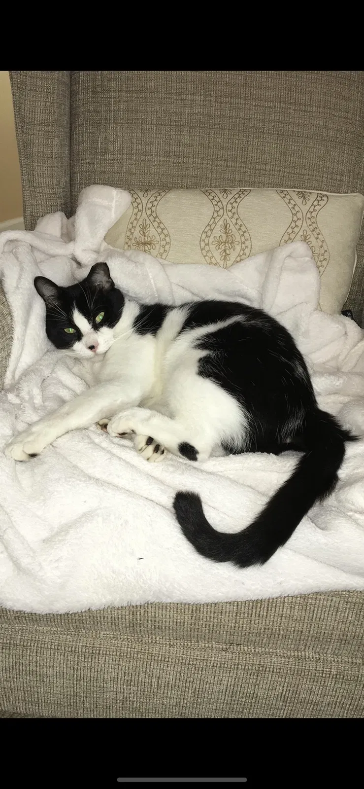 Lost cat in Bonita Springs, FL, 34135