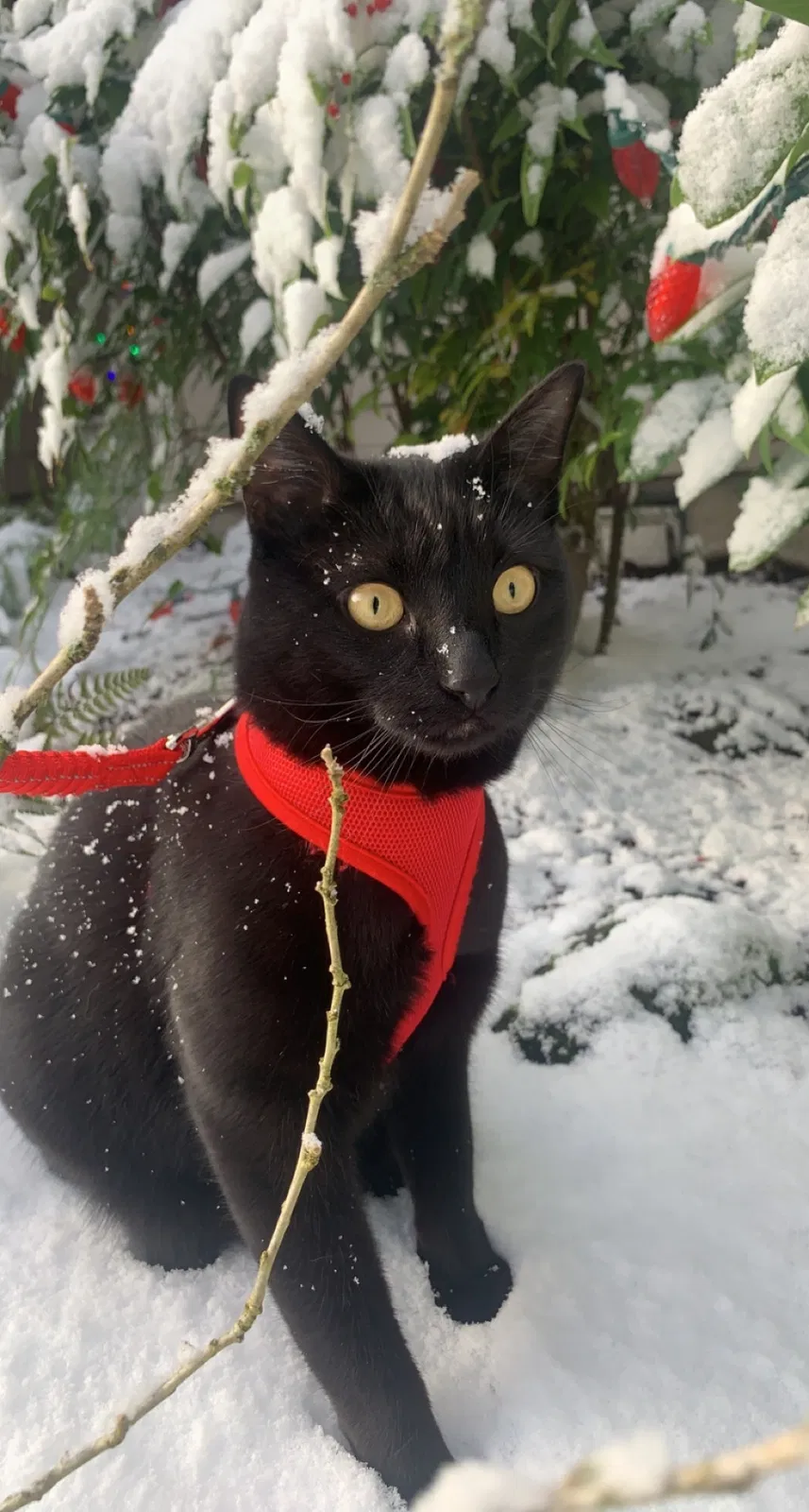 Lost cat in Portland, OR, 97224