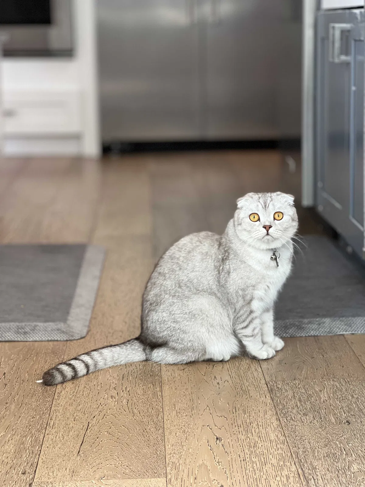 Lost cat in Orange, CA, 92867