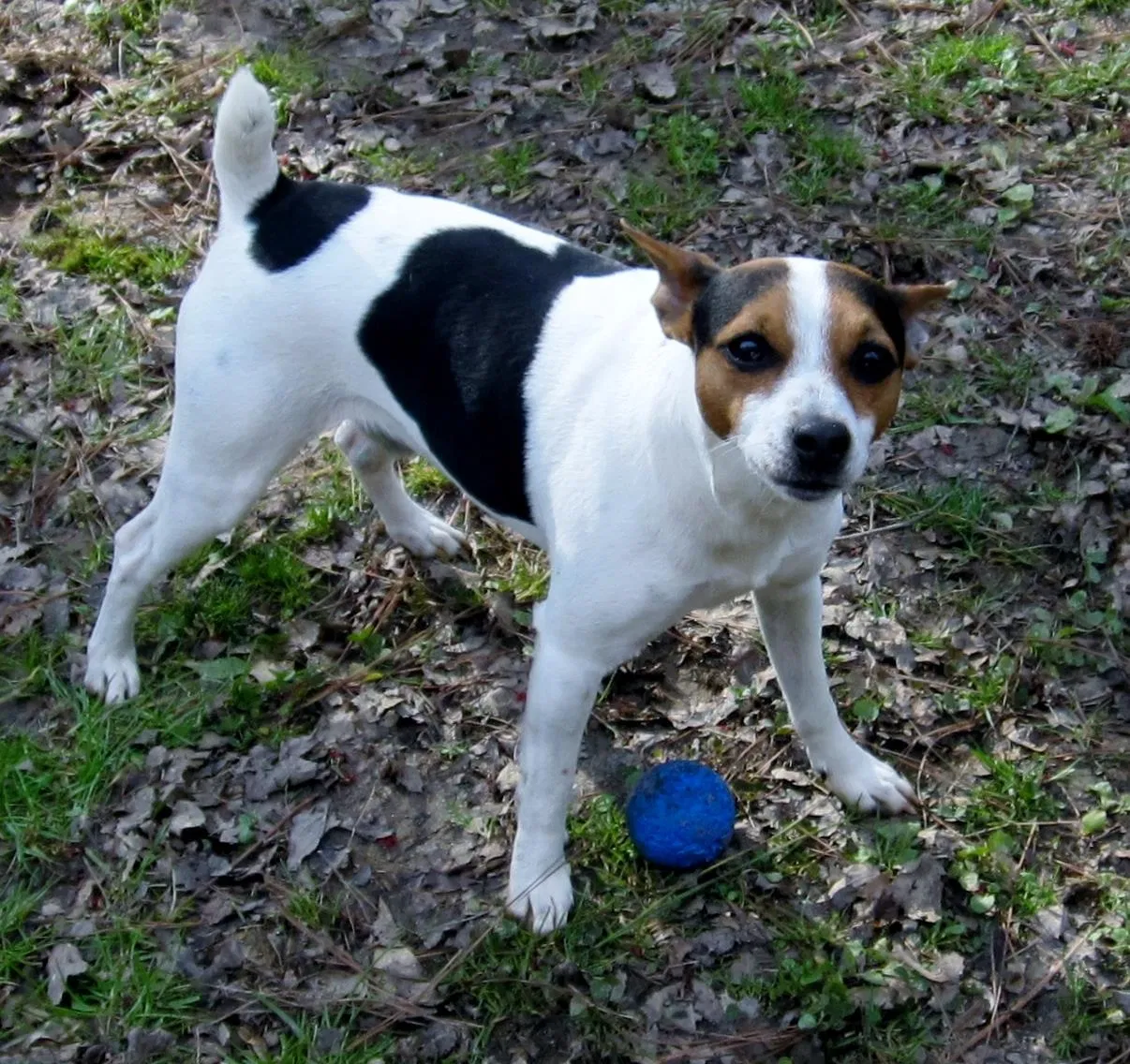 Lost dog in Decatur, GA, 30032