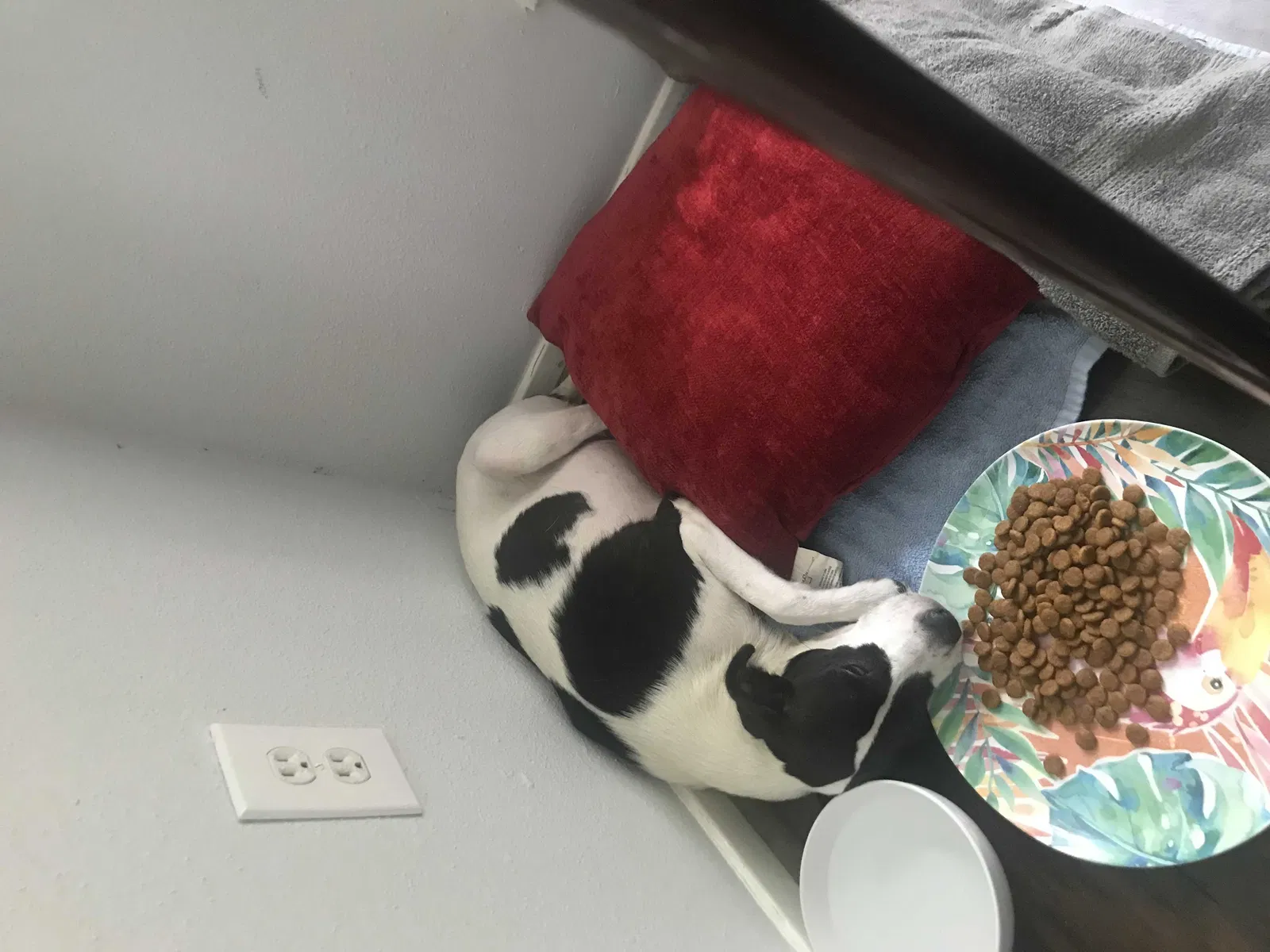 Lost dog in Houston, TX, 77014