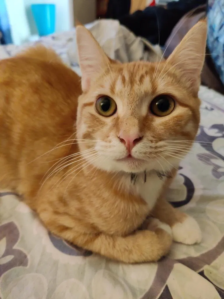 Lost cat in Henrico, VA, 23294