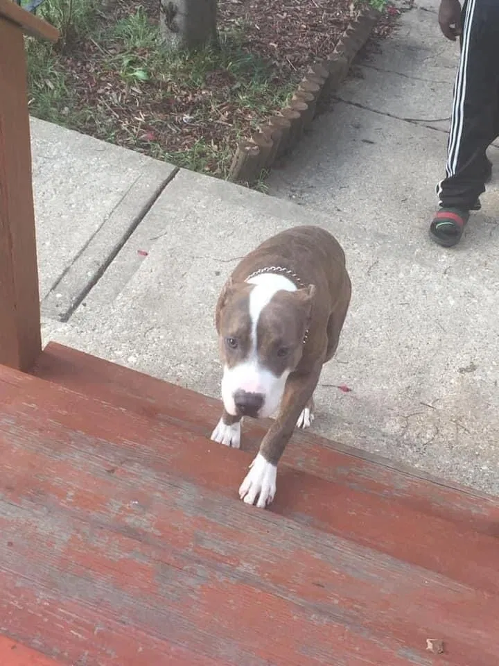 Lost dog in Chicago, IL, 60623
