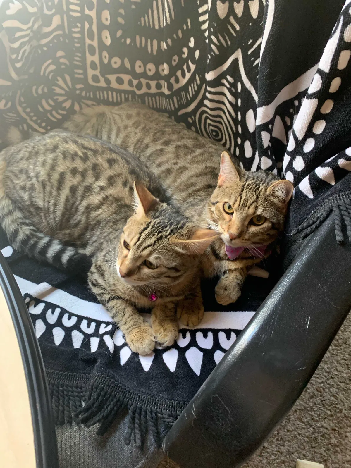 Lost cat in Corrales, NM, 87048