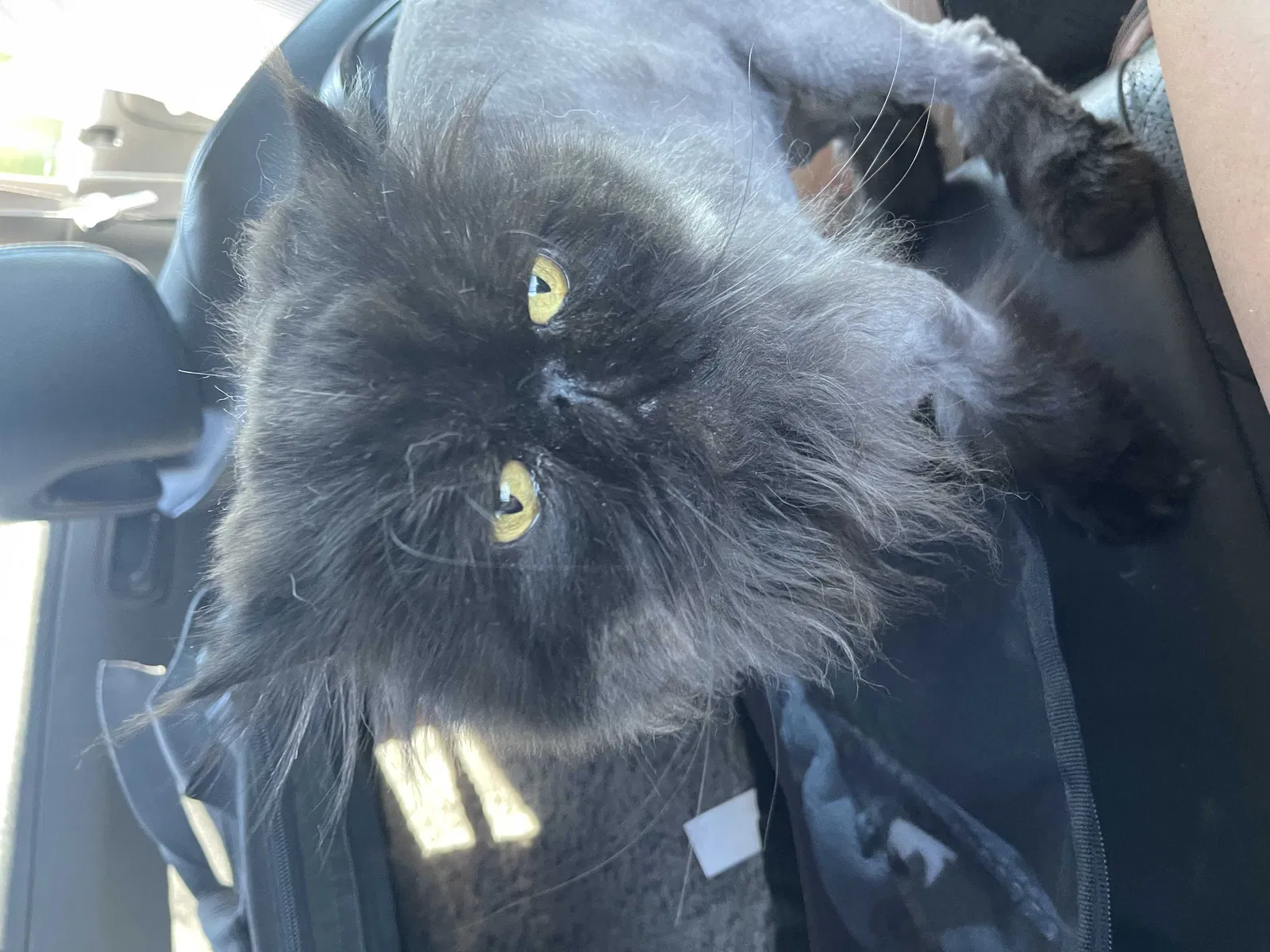 Lost cat in Lakewood, WA, 98498