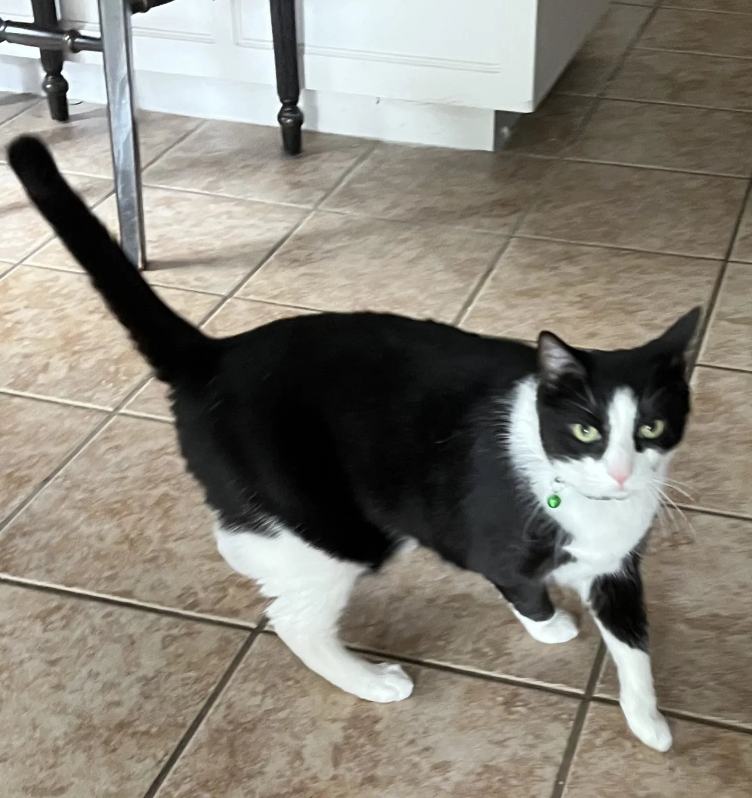 Lost cat in Keller, TX, 76244