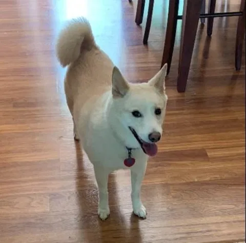 Lost dog in Circle Pines, MN, 55014