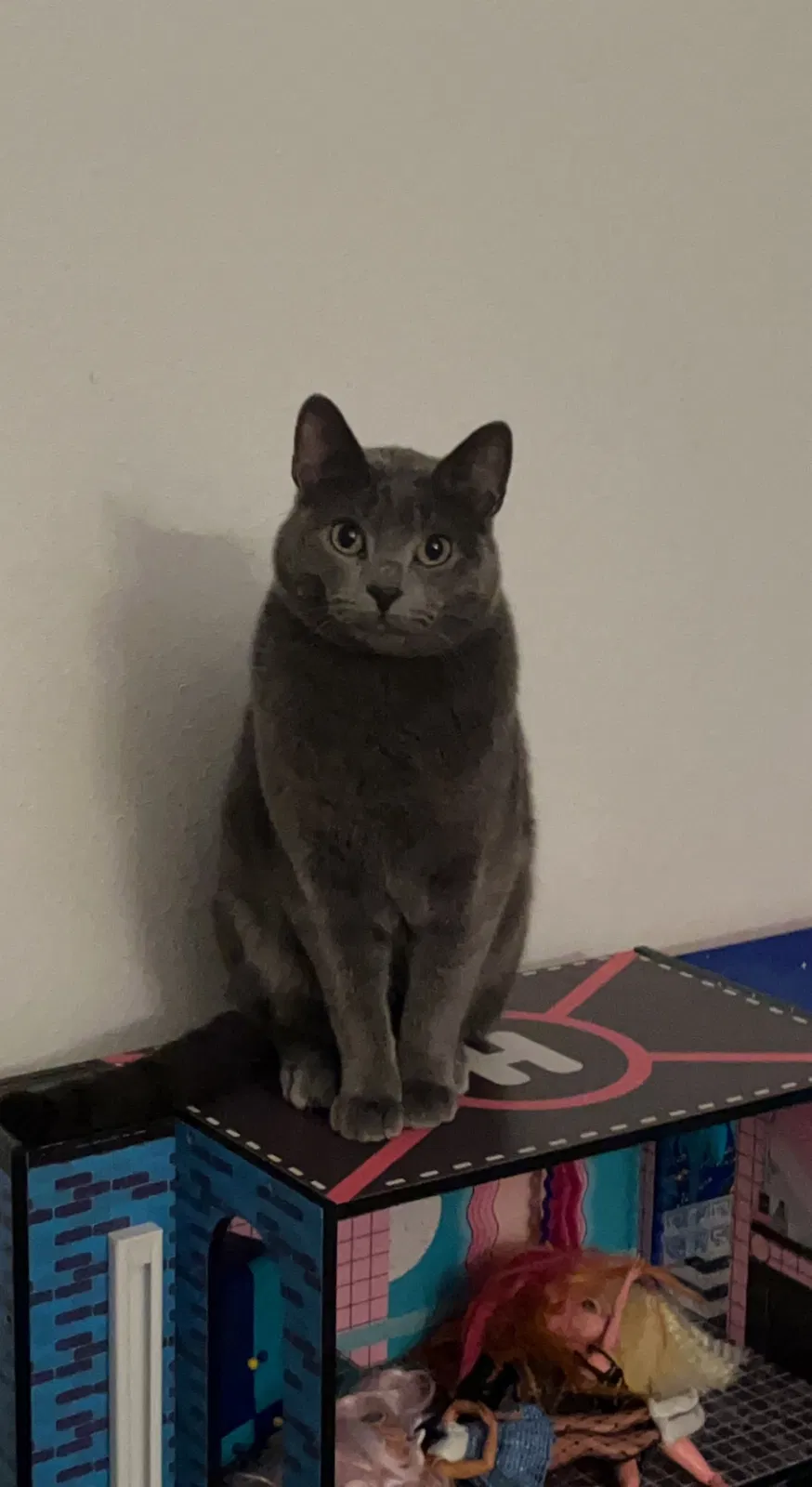 Lost cat in Lawrence, KS, 66047