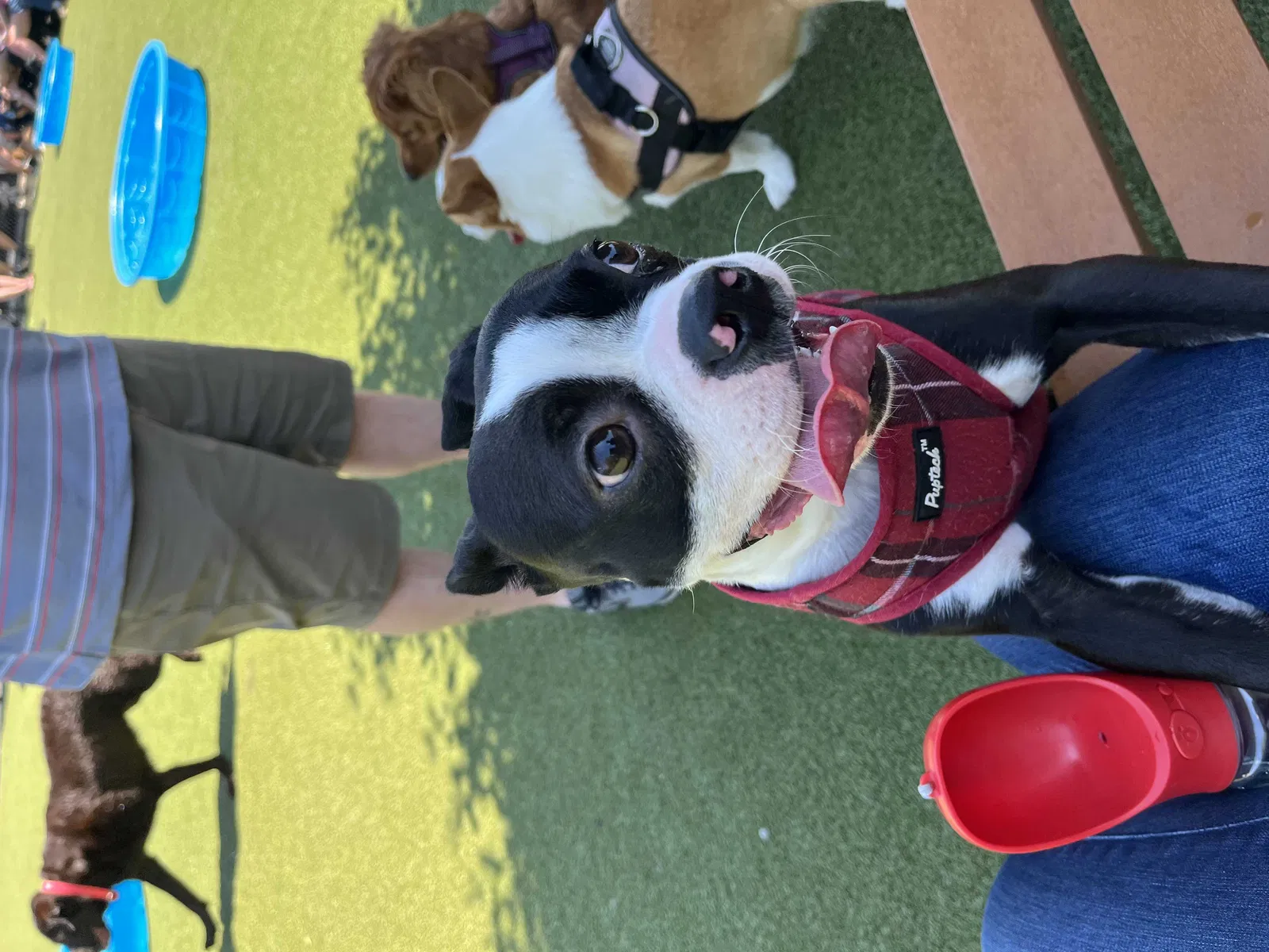 Lost dog in Brownsburg, IN, 46112