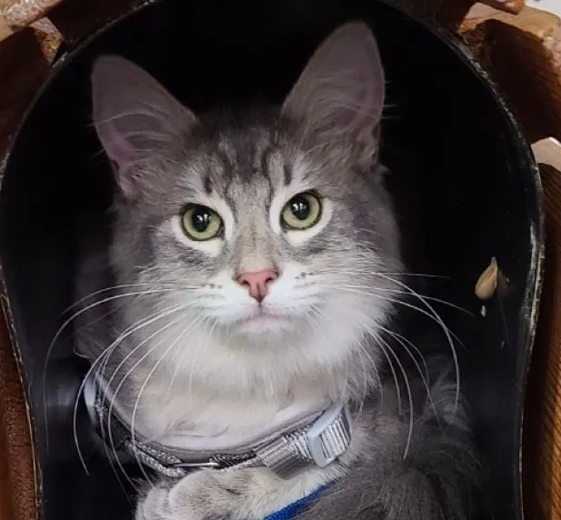 Lost cat in Reno, NV, 89521