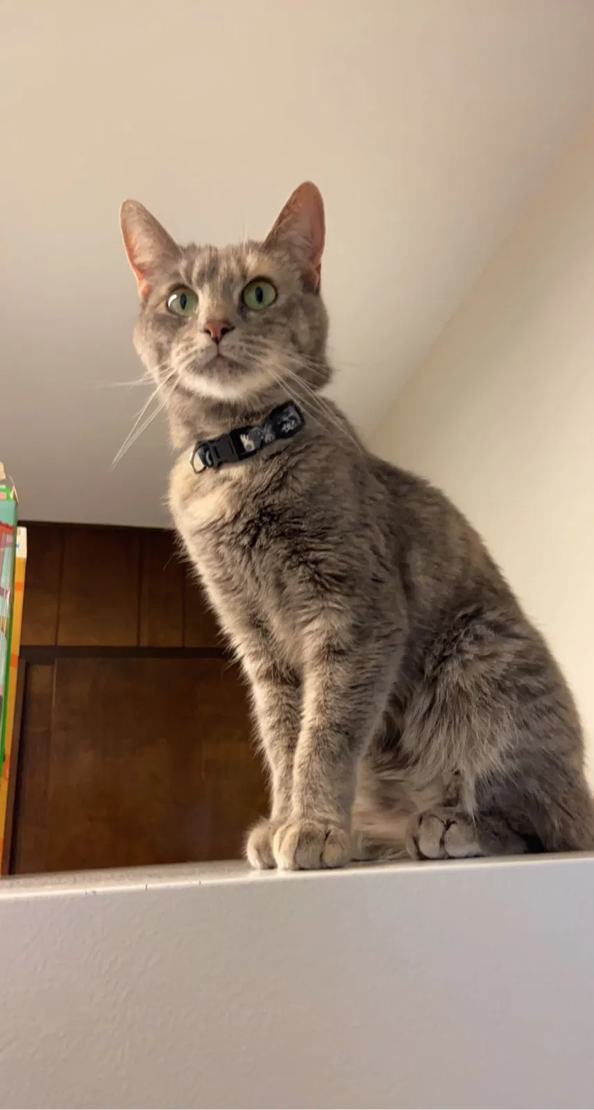 Lost cat in Goose Creek, SC, 29445