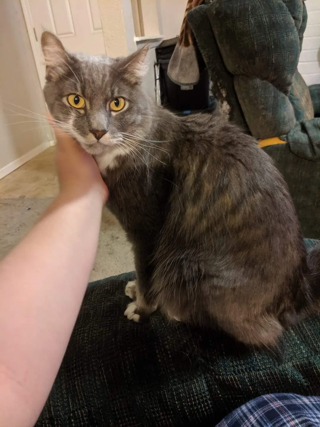 Lost cat in Spring, TX, 77373