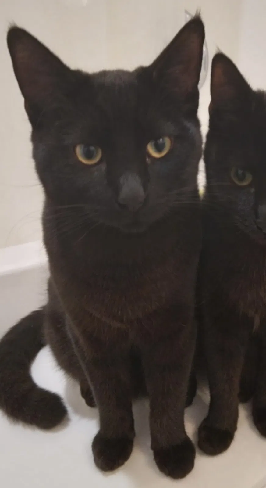 Lost cat in Phoenix, AZ, 85042