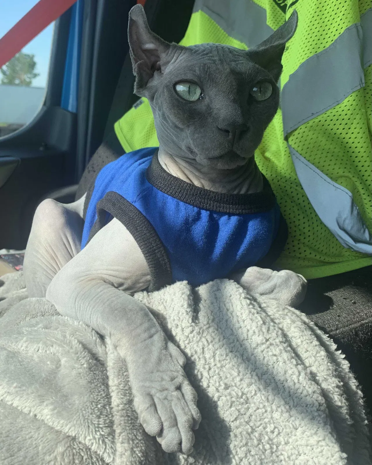 Lost cat in Carlisle, PA, 17013