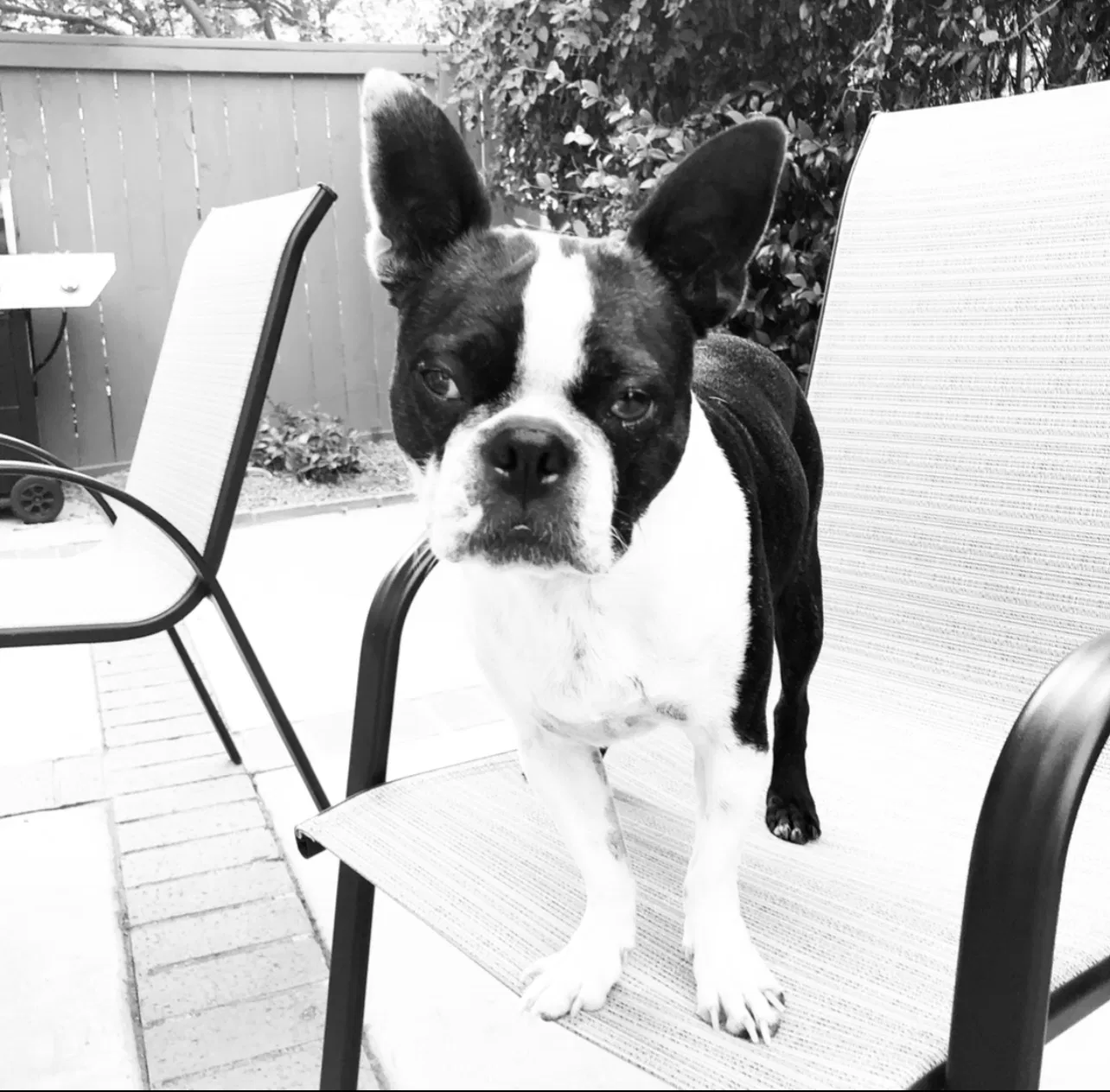 Lost dog in Diamond Bar, CA, 91765