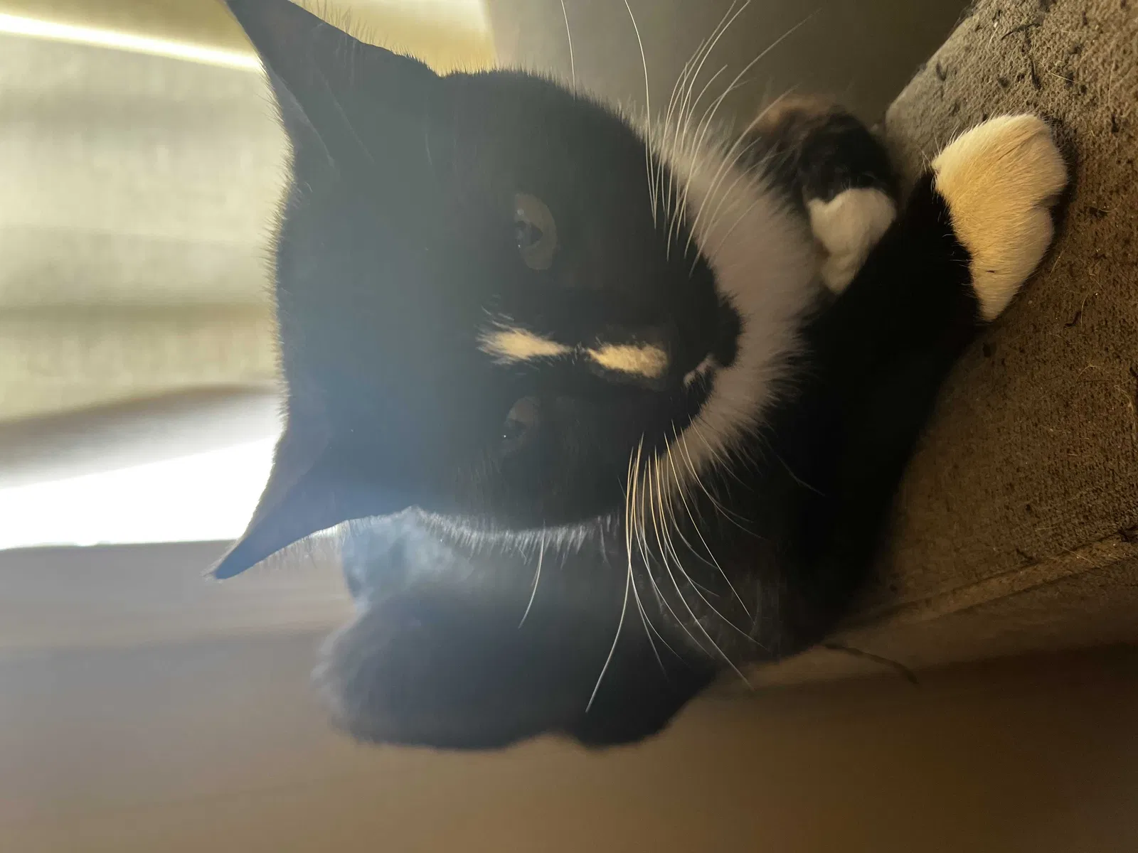 Lost cat in Saint Charles, MO, 63303