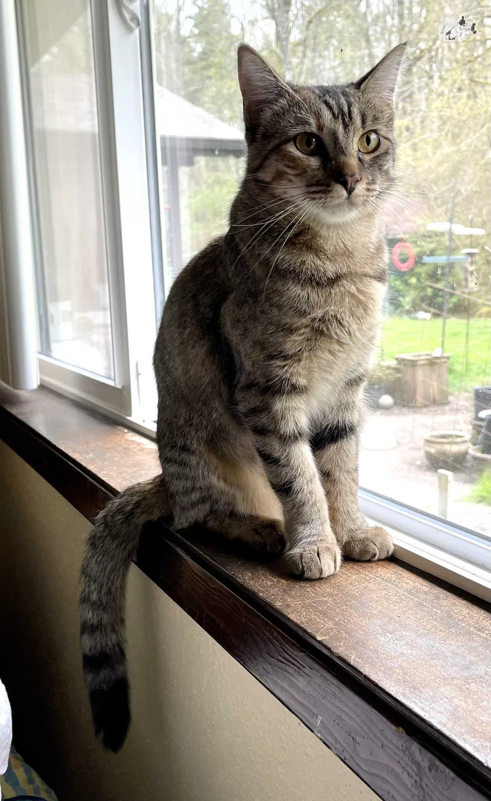 Lost cat in Tacoma, WA, 98407