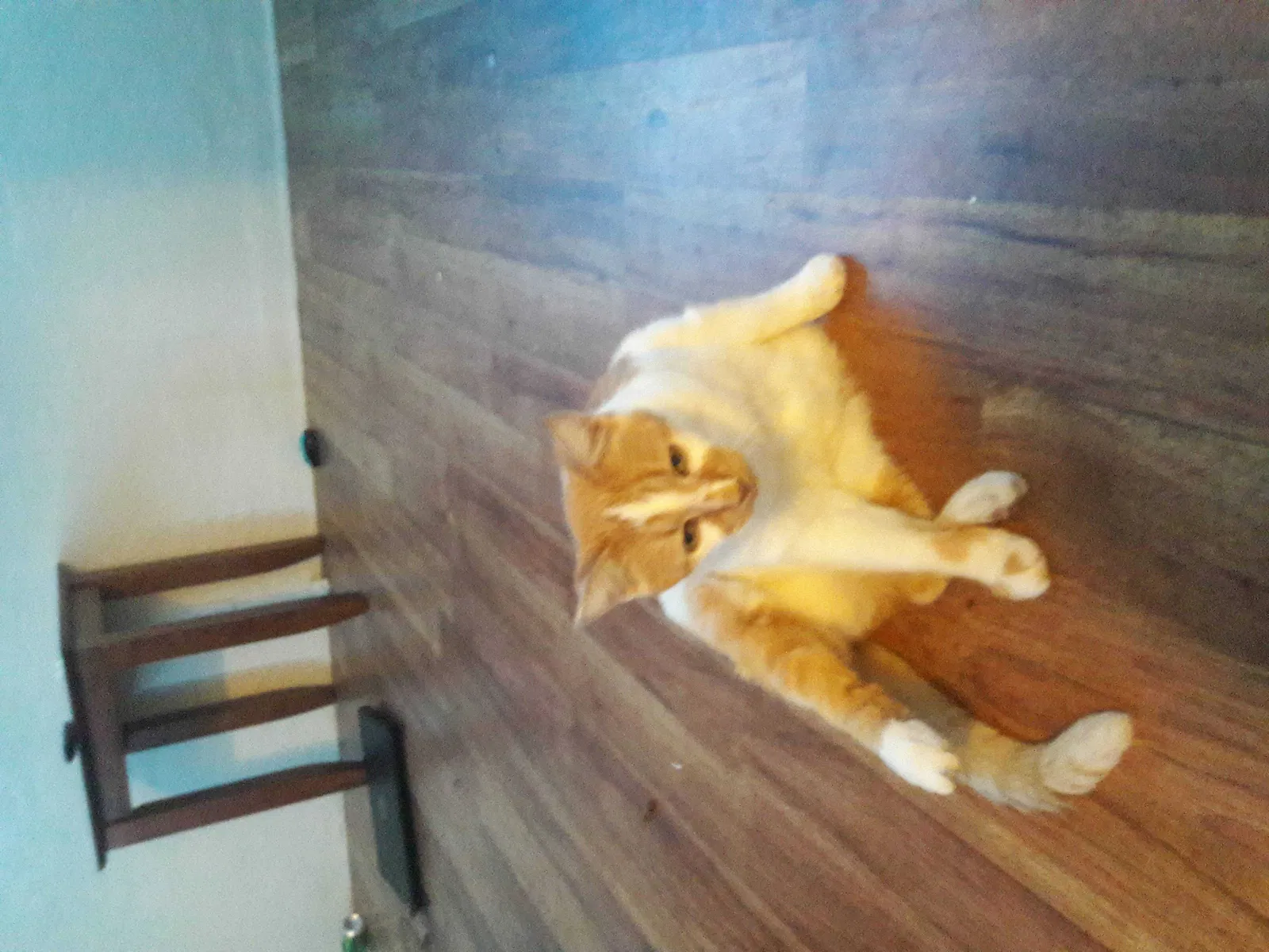 Lost cat in Bakersfield, CA, 93304