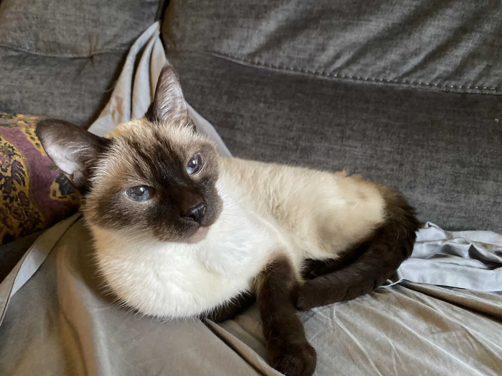 Lost cat in Pinckney, MI, 48169