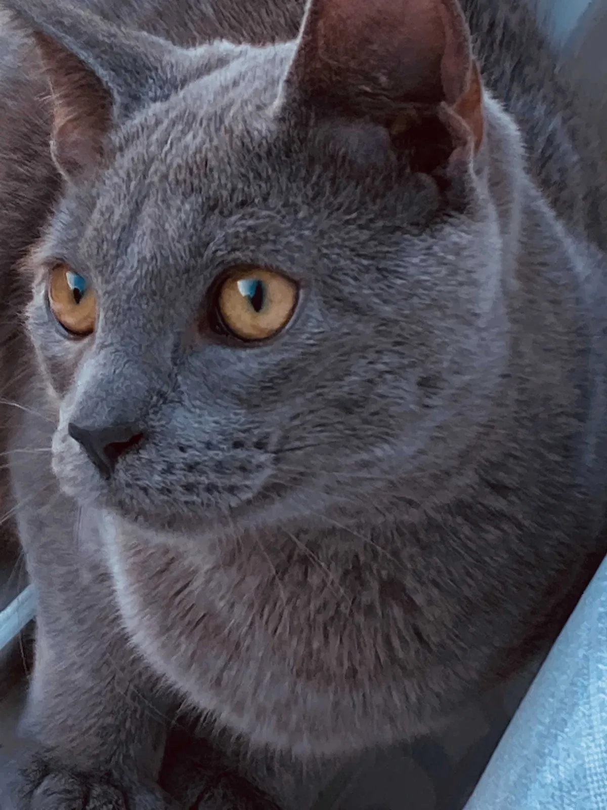 Lost cat in Hagerstown, MD, 21740