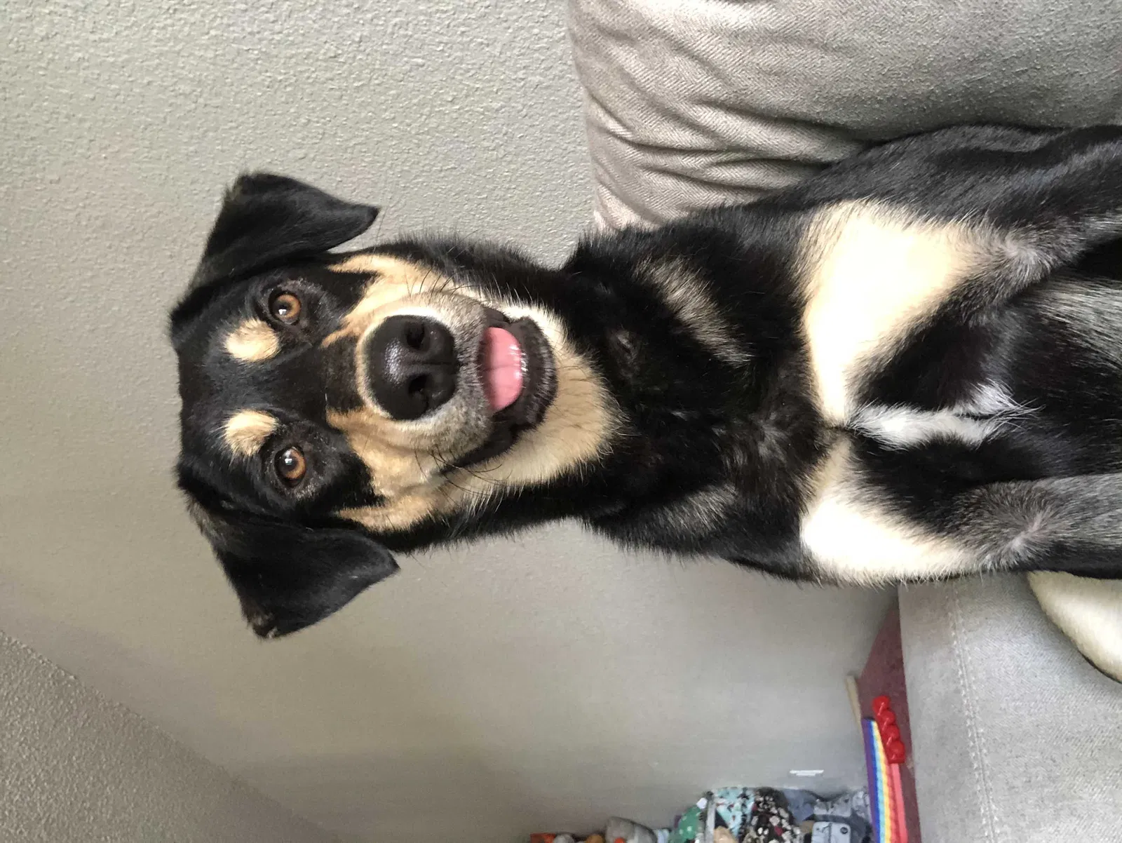 Lost dog in Colorado Springs, CO, 80916