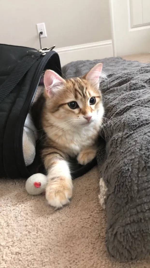 Lost cat in El Dorado Hills, CA, 95762
