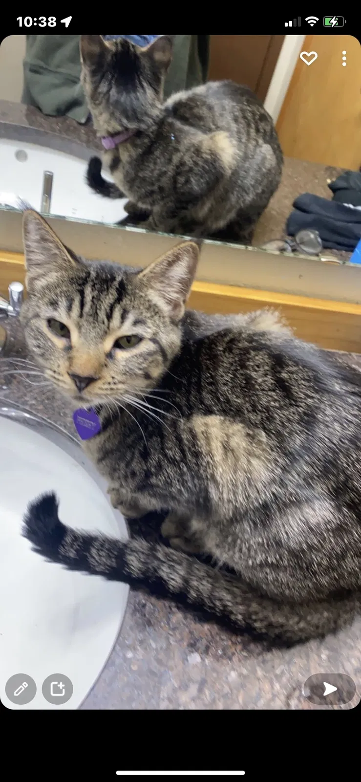 Lost cat in Bothell, WA, 98021