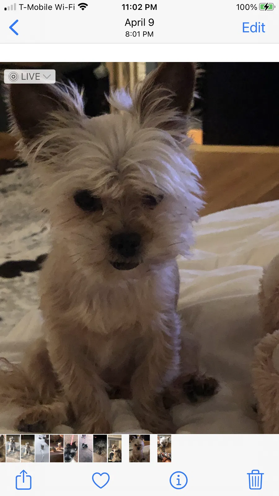Lost dog in Cranston, RI, 2920