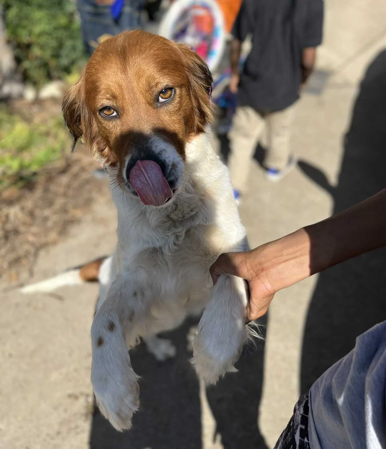 Lost dog in Cedar Hill, TX, 75104