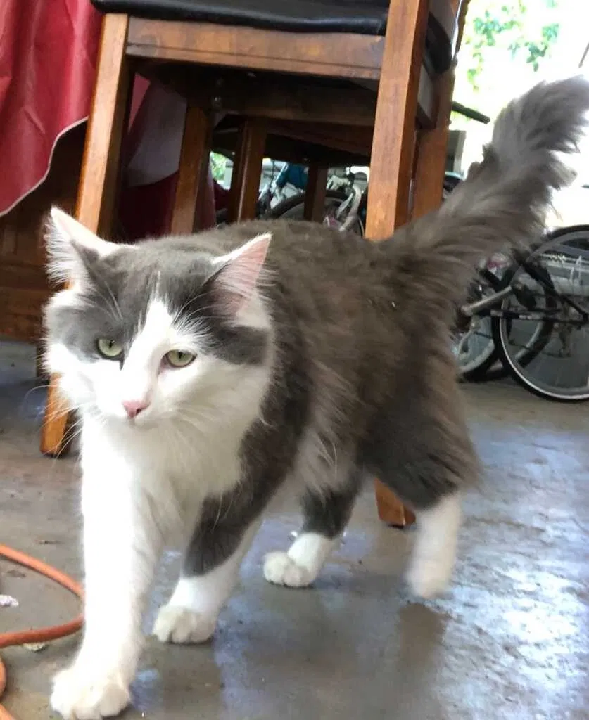 Lost cat in Phoenix, AZ, 85018