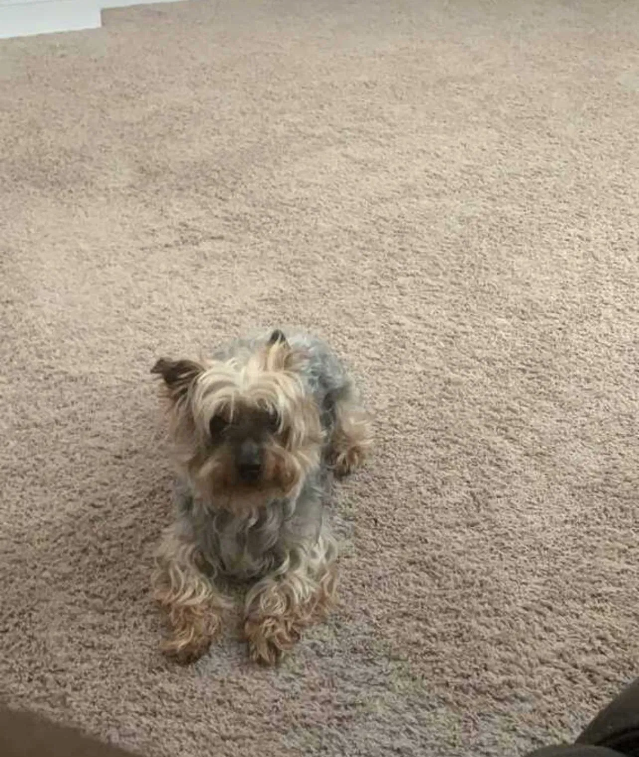 Lost dog in Whitsett, NC, 27377