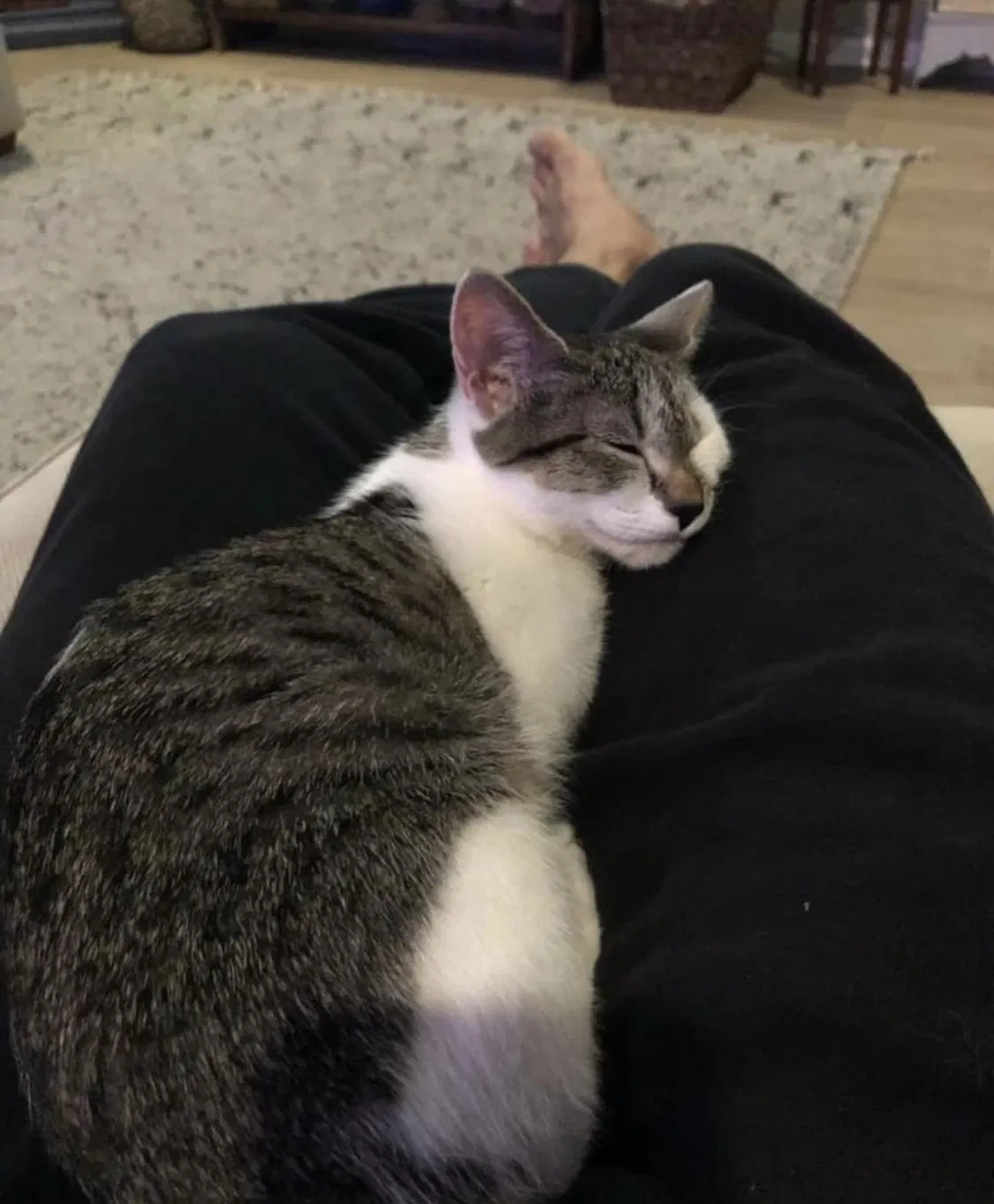 Lost cat in Saint Augustine, FL, 32086