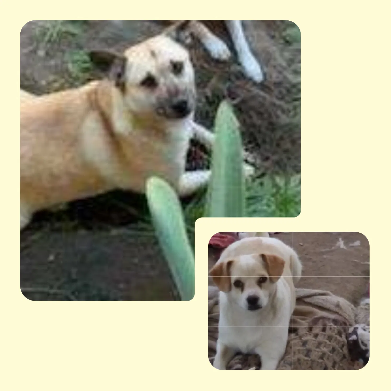 Lost dog in Bakersfield, CA, 93307