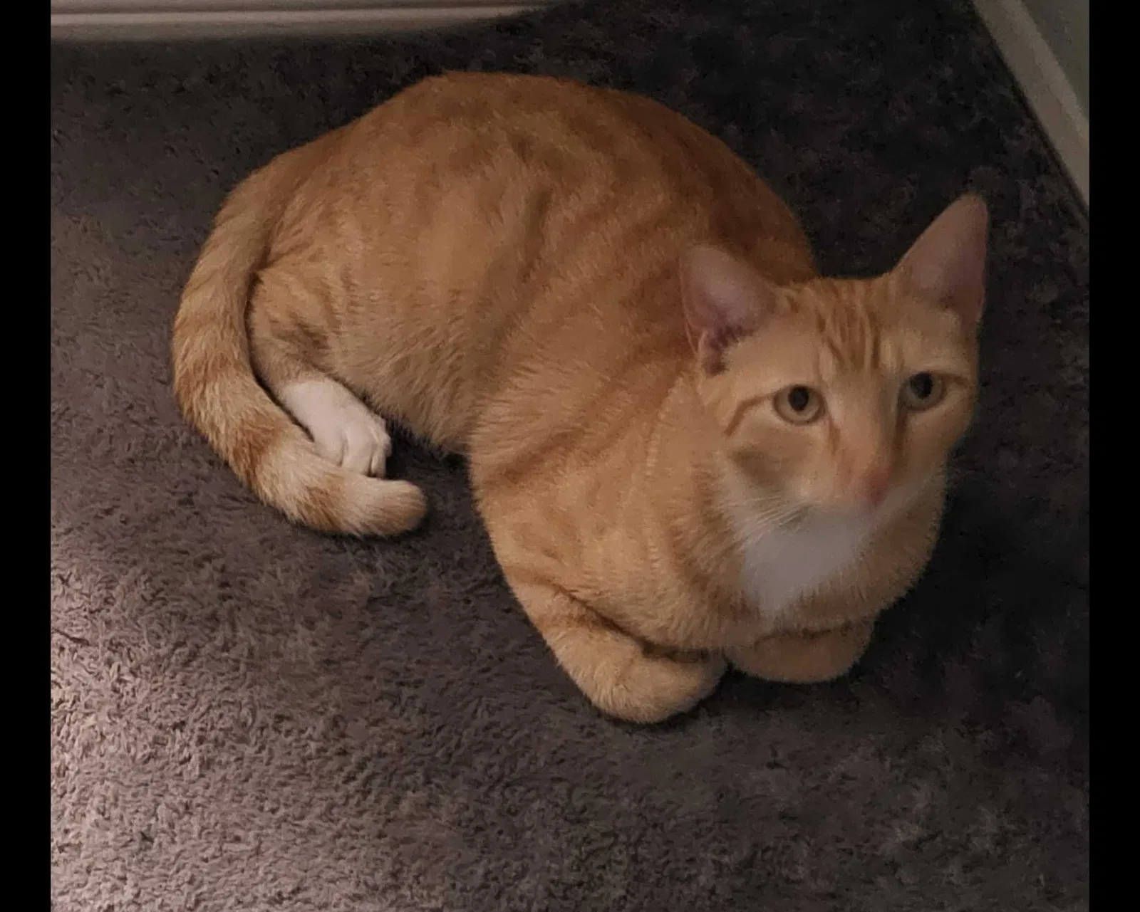 Lost cat in Miami, FL, 33189