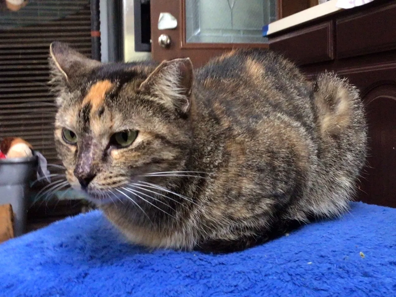 Lost cat in New Orleans, LA, 70117