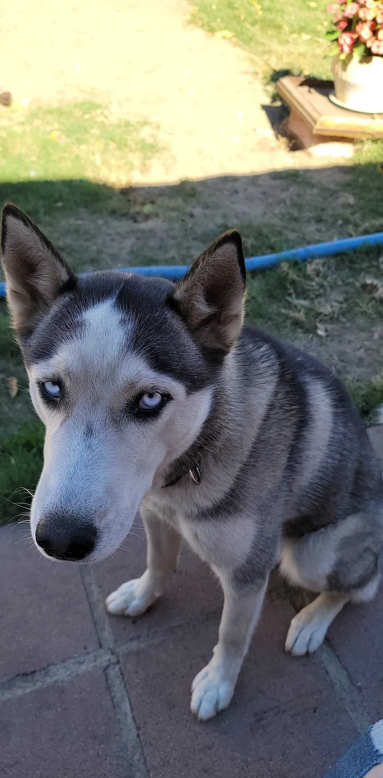 Lost dog in Fontana, CA, 92335
