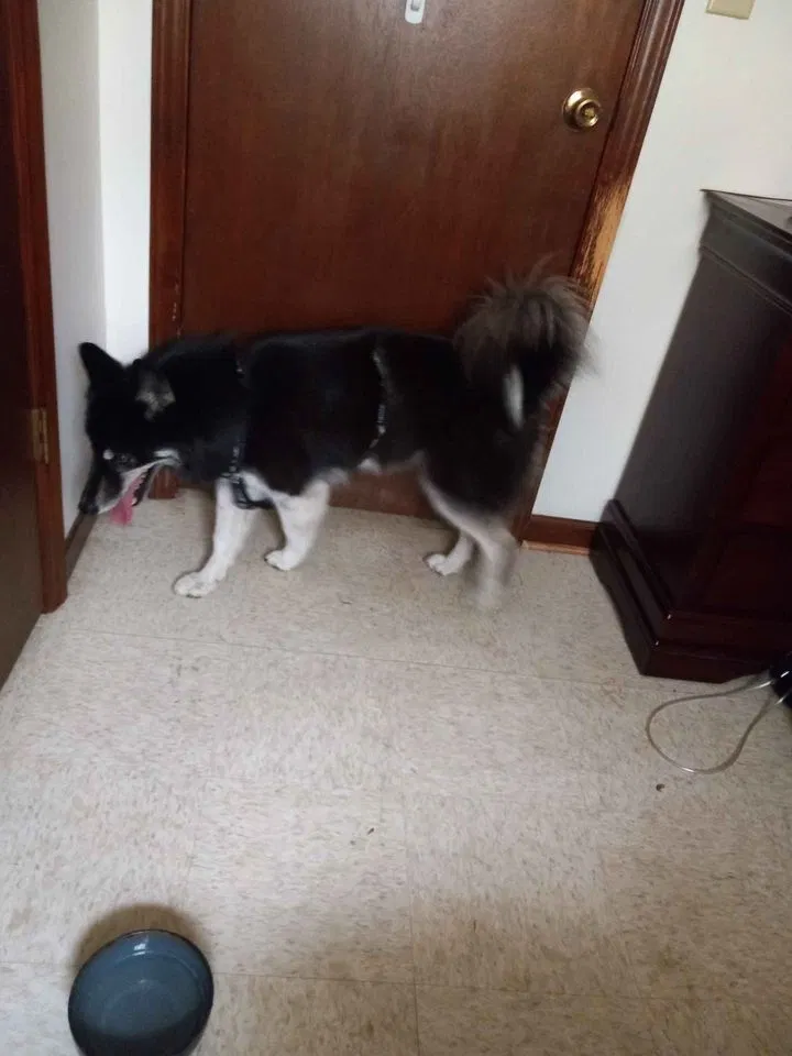 Found dog in Hope Mills, NC, 28348