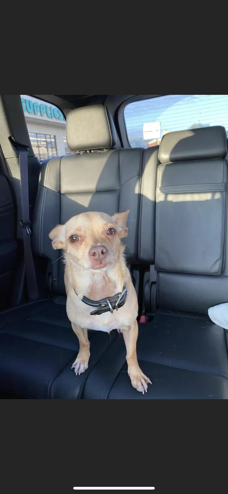 Lost dog in Dallas, TX, 75212